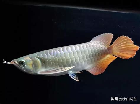 銀龍魚壽命|龍魚的壽命有多長？龍魚能活多久？